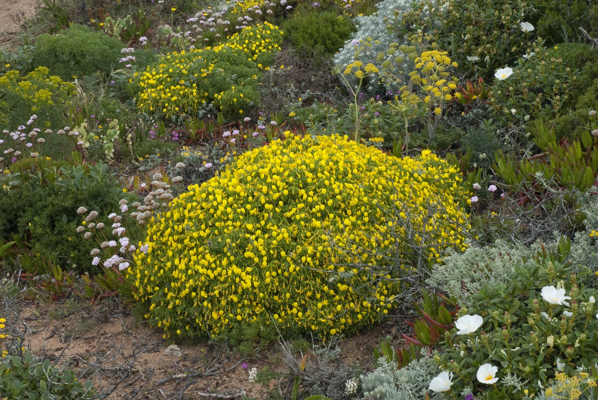 Stauracanthus genistoides